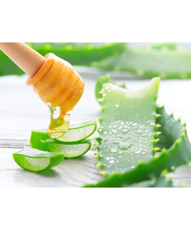 Buy Aloe Arborescens Leaves (500g Bundle) - Organic & Eco-Controlled | Dr. Kim Beisel Deutsches Aloe Vera Center - Buy Online on GoSupps.com
