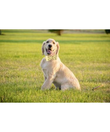 Unique Style Paws Yellow Satin Dog Collar - Adjustable Pet Collar Gift for Medium Dogs | Stylish & Comfortable - Buy Online on GoSupps.com