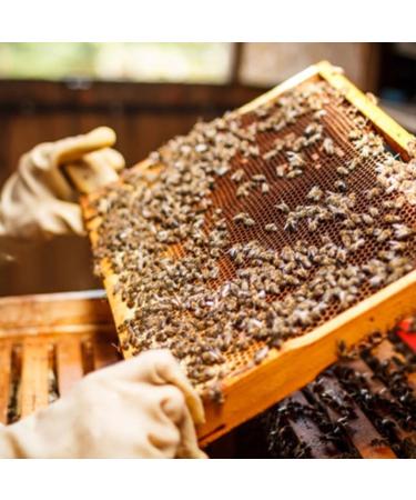 Deca Aloe Father Zago s Supreme Immune Health Formula Aloe Arborescens Juice with Raw Unpasteurized Honey Immune System Support 16 oz Bottles Pack of 4 - Buy Online on GoSupps.com