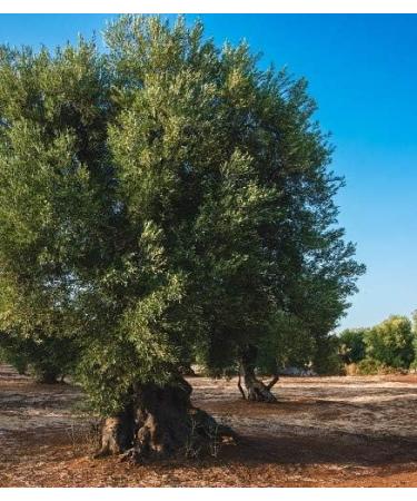 Coppola Huile d'Olive AOP Extra Vierge Colline Salernitane 0 5l - Buy Online on GoSupps.com