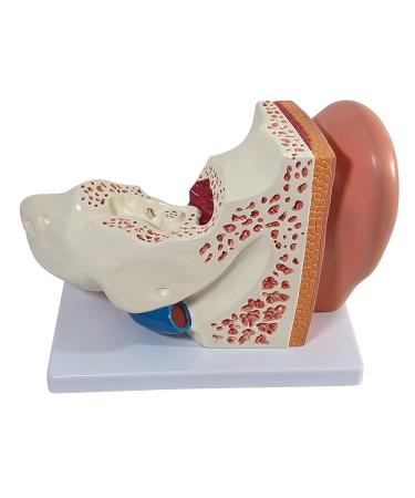 Axis Scientific Human Ear Model - 5X Enlarged 4D Anatomy Model with 3 Parts - Includes Base and Detailed Manual - Buy Online on GoSupps.com