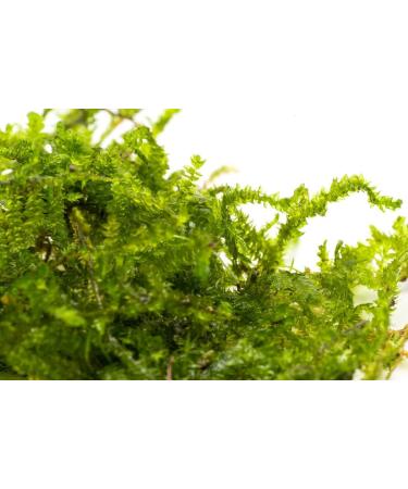 DK Aquatics VESICULARIA LIVE AQUARIUM CHRISTMAS JAVA MOSS 10g-100g (10g) - Buy Online on GoSupps.com