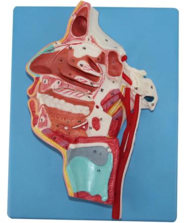 Human Mouth Nose Throat and Vascular Nerve Model - Buy Online on GoSupps.com