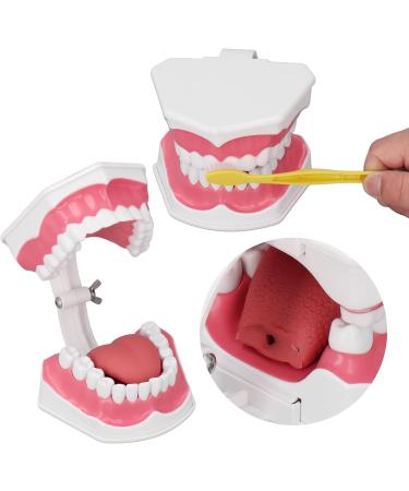 Teeth Model Toothbrushes - Dental Teaching Tool Kit | 120 Open & Clear View for Effective Learning - Buy Online on GoSupps.com