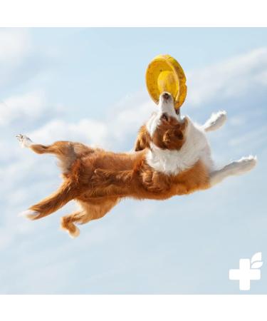Premium Cold-Pressed Hemp Oil for Dogs & Cats 500ml | Natural Additive-Free BARF Oil - Buy Online on GoSupps.com