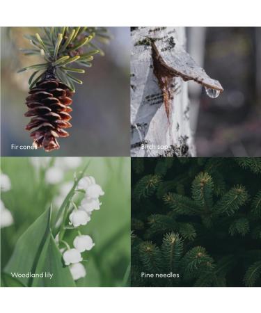 Skandinavisk SKOG For t Cr me pour les mains aiguilles de pin et pommes de pin jus de bouleau et muguet 75 ml - Buy Online on GoSupps.com