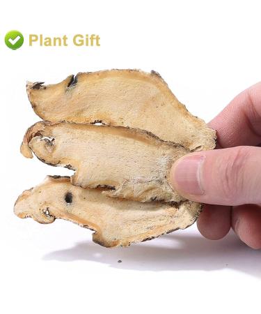 Buy Organic Angelica Root 70g - Dried Cut Root & Tea | Premium Archangelica Officinalis for Herbal Remedies - International Shipping - Buy Online on GoSupps.com