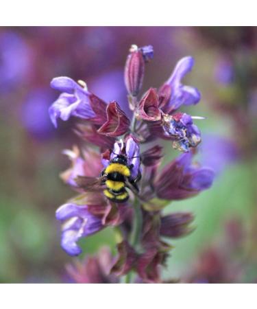 Essences Bulgaria Moldovan Dragon Head Oil 10ml - 100% Natural & Undiluted | Vegan Non-GMO Top Quality | Family Business | Shop Now! - Buy Online on GoSupps.com