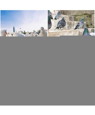 50 Multicolored Aluminum Pigeon & Chicken Leg Rings | Bird Identification Foot Rings - Training Accessories - Buy Online on GoSupps.com