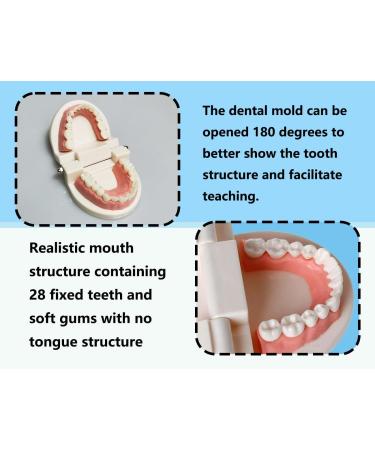 KAPSING Denture Model - Standard Dentist Toy for Teaching Kids How to Brush Teeth | Educational Tooth Model - Buy Online on GoSupps.com
