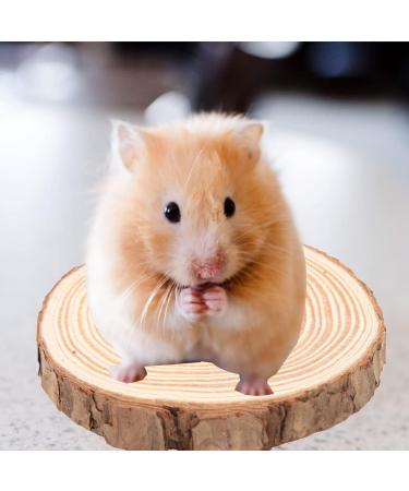 Round Wooden Springboard Parrot Perch Stand Toy - Small Parakeets, Cockatiels, Hamster (6cm) - Buy Online on GoSupps.com