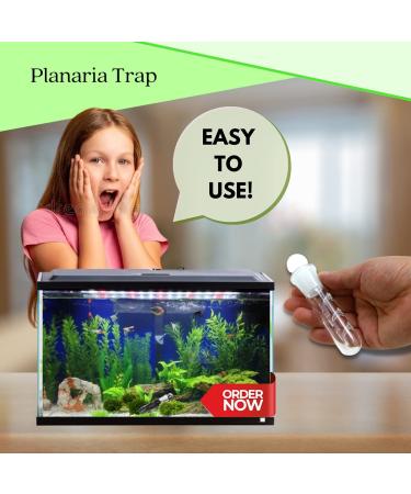 Crystal Red Shrimp Tank Planaria Trap - Bristle Worm Catcher for Cherry Shrimp, Dwarf Shrimp & Ghost Shrimp - Freshwater Cleaning Supplies - Buy Online on GoSupps.com