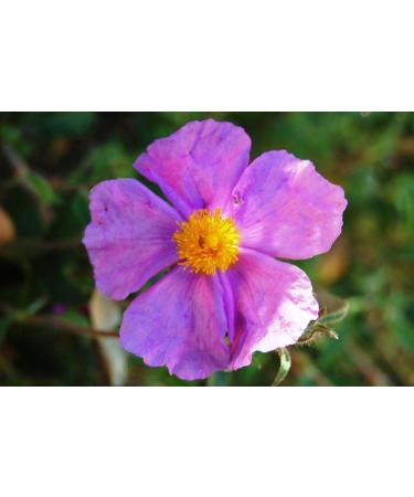 LR LIFETAKT Cistus Incanus Mouth Spray 30 ml | Immune Support & Natural Herbal Remedy - Fast International Shipping - Buy Online on GoSupps.com