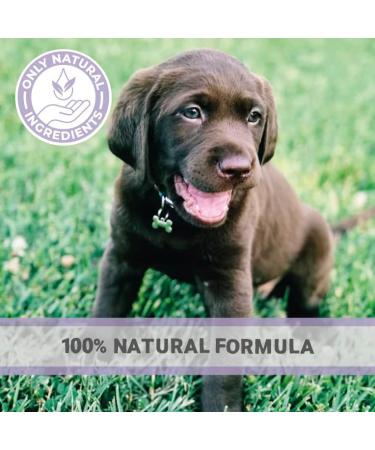 Pets Purest Life Drops for Puppies 10ml - Natural Puppy Gut Health & Energy Booster for Organ Development & Digestive Support - Buy Online on GoSupps.com