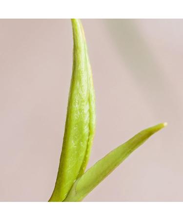 HQZM Premium Preming Biluochun Tea 250g 881oz Strong Flavor Chinese Green Tea Refreshing Taste - Buy Online on GoSupps.com