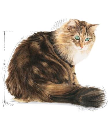 Royal Canin Ageing 12+ Complete Adult Wet Cat Food in Gravy 12 x 85g - Buy Online on GoSupps.com