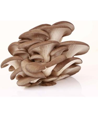Organic Pleurotus Powder for Animals - Pilze Wohlrab 300g | Premium Microfine Oyster Mushroom - Highest Quality - Buy Online on GoSupps.com