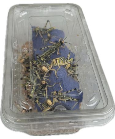 Livefood UK Live Locusts Large size 30mm to 40mm 1 tub of 25 Large Hoppers 1 count (Pack of 25) - Buy Online on GoSupps.com