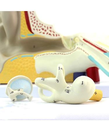 Educational Model Otolaryngology Auditory System Model Medical Human Ear Model Inner Ear Inner Ear Suitable for Teaching Equipment Medical Research - Buy Online on GoSupps.com
