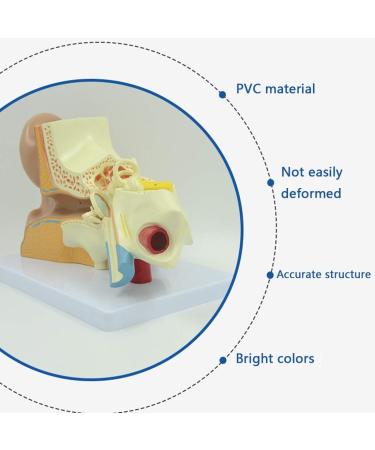 Human Ear Model 3X Enlarged 3-Piece Ear Anatomy Model Professional Ear Simulation Model Shows External Middle and Inner Ear for Medical Education - Buy Online on GoSupps.com