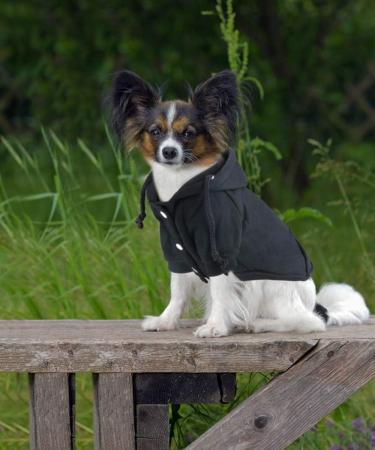 Idepet Dog Sweater & Pet Clothes - Warm Coat for Small Dogs & Cats (Medium Black) - Buy Online on GoSupps.com