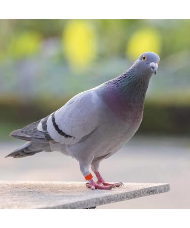 Yardwe 100 PC Nymphensittich Leg Band & 6mm Chicken Foot Rings - Ideal Poultry Toys & Accessories - Buy Online on GoSupps.com