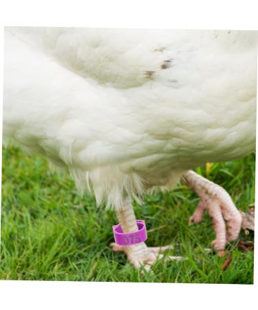 BUGUUYO 100pcs Chicken Leg Ring Chicken Thigh Poultry Identification Ring Chicken Drumsticks Plastic Purple - Buy Online on GoSupps.com