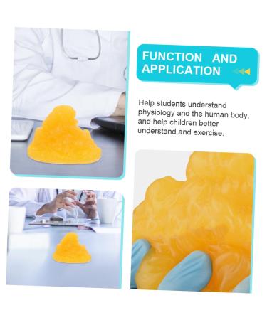 Gatuida Nutritionist 2pcs Fat Model Models Human Body Fat Replica Human Body 1-Pound Fat Replica Base Fitness Sports Fat 1lb - Buy Online on GoSupps.com