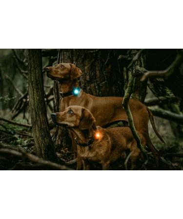 Orbiloc 39338/1126 LED Dual Safety Light - Turquoise | International Shipping & Best Prices - Buy Online on GoSupps.com