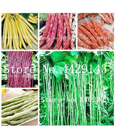 Fresco dei 50 pc Bean semi di Verdure per piantare grren leggeri - Buy Online on GoSupps.com