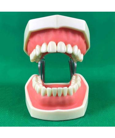 DYTAH Dental Teeth Model Study Adult Standard Demonstration Teeth Model Removable 28 Teeth Tooth Shape