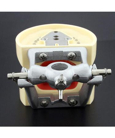 Lmeili Dental Typodont Joint Model - Removable Teeth Anatomy Teaching Tool for Dental Study - Buy Online on GoSupps.com