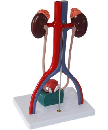 Scientific Anatomy Model of Male Urinary System | Urinary System Model is 14.5 Inches Tall | Features Kidneys with Adrenal Glands Ureters and Bladder | 19-Digit Indicator - Buy Online on GoSupps.com