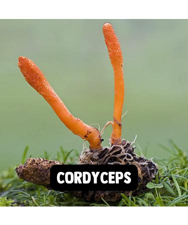 Cupplement | Cordyceps 60g | Organic | Free Spoon | Highest Quality Mushroom Powder | Mushroom | 2 measurements per day - Buy Online on GoSupps.com