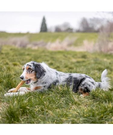 Nobby Chewing Bone Pressed - 32cm 420g | Durable Dog Chew | International Shipping Available - Buy Online on GoSupps.com