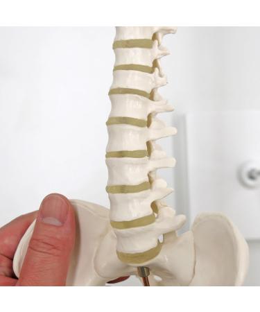 3B Scientific A18/21 Mini Human Spinal Column Model "Flexible" on Base 17.3-Inch Height - Buy Online on GoSupps.com
