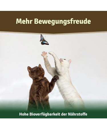 Veddelholzer Natural Green Lip Powder for Dogs - 500g High-Quality Green Lip Mussel Supplement - Buy Online on GoSupps.com