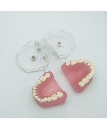 PURFWOG Dental Teeth Model - Disassembled Full Mouth Teeth Crown Model with Soft Gums for Dental School Study & Teaching - Buy Online on GoSupps.com
