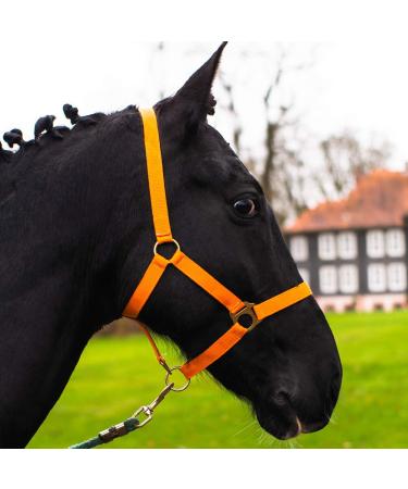 Halter for horse warm blood thoroughbred cold blood - stable halter pasture 2 compartment adjustable to chin straps and neck pieces safe & tearproof (orange cold blood) orange cold blood