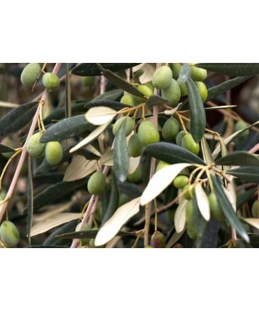 Basso Olio Extra Vergine di Oliva extra virgin olive oil ideal for all applications in the kitchen 5 liter box + 1 free Felce Azzurra talc bag 100 g bag - Buy Online on GoSupps.com