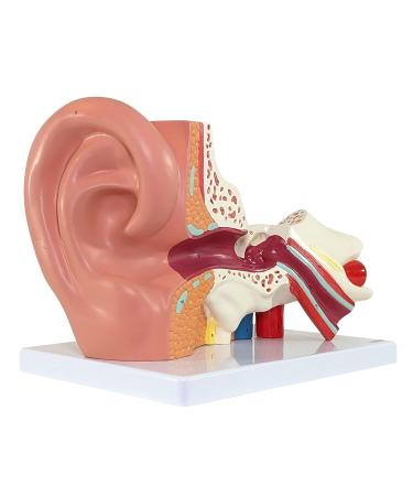 Axis Scientific Human Ear Model - 5X Enlarged 4D Anatomy Model with 3 Parts - Includes Base and Detailed Manual - Buy Online on GoSupps.com