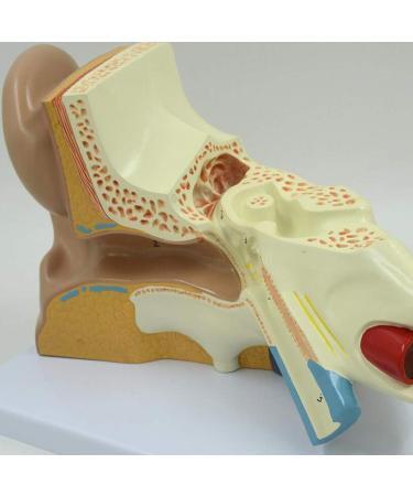 Human Ear Model Professional Ear Simulation Model 6X Magnification Human Organ Model Ear Model 5-Piece Medical Education Model - Buy Online on GoSupps.com