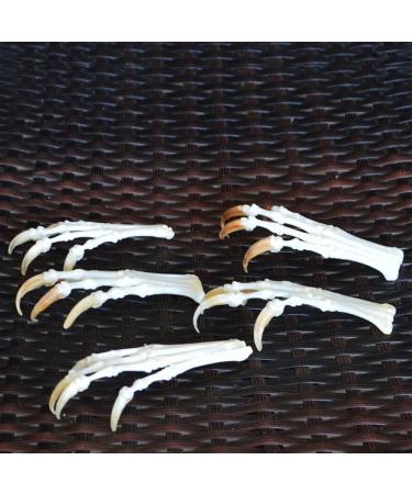 Wixine Fox Feet Articulated Bones Claws | Taxidermy Art Supplies - Buy Online on GoSupps.com