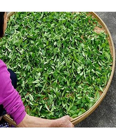 Oolong Tea 250g | Organic Tieguanyin Green Tea | Health Benefits | Premium Chinese Green Food - Buy Online on GoSupps.com