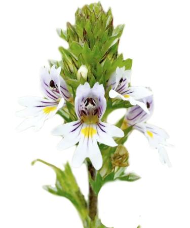 SANGALLI 1558-001 Euphrasia Water 15 ml | Colorless Eye Drops for Soothing Relief | International Shipping Available - Buy Online on GoSupps.com