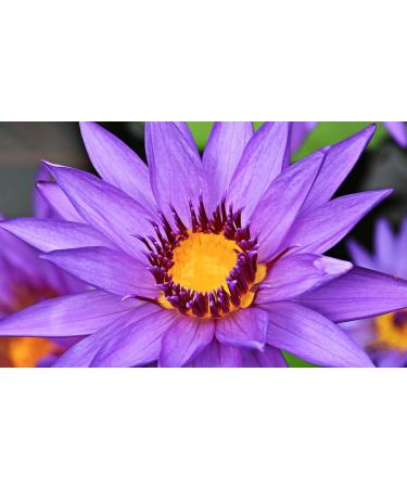 CD Deodorant Care Stick Water Lily Without Alcohol Dyes and Aluminium Salts Vegan. 40 ml /1 35 Oz (Pack of 1) - Buy Online on GoSupps.com