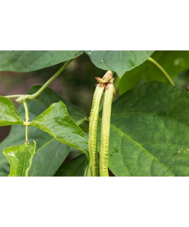 Organic Black-Eyed Peas 5 Pounds - Raw Dried Cow Peas Non-GMO Kosher Bulk Beans | Product of USA - 5lb Pack - Buy Online on GoSupps.com