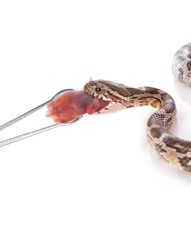 Reptile Feeding Tongs - 15 Inches Anti-Skid Feeding Tongs Steel Reptile Feeding Tong Tools for Hold Worm Anti-Skid Feeding Tongs Curved Mouth - Buy Online on GoSupps.com