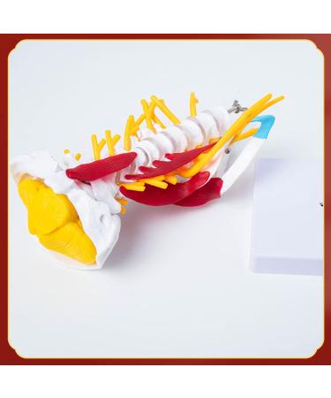 Human Cervical Spine Model Body Model Learning Props Cervical Spine Muscle and Nerve Anatomy Spine Bone Model - Buy Online on GoSupps.com