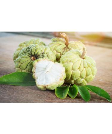 Herbal Magic Custard Apple Powder - Pure & Natural for Vibrant Smoothies, Shakes, Juices, Baking - 100g Pack - Irresistibly Delicious for Active Lifestyles - Buy Online on GoSupps.com